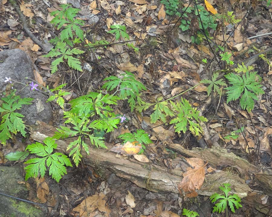 Geranium reuteri \ Kanaren-Storchschnabel / Canary Island Crane's-Bill, La Gomera Las Hayas 6.8.2015 (Photo: Markus Schrade)