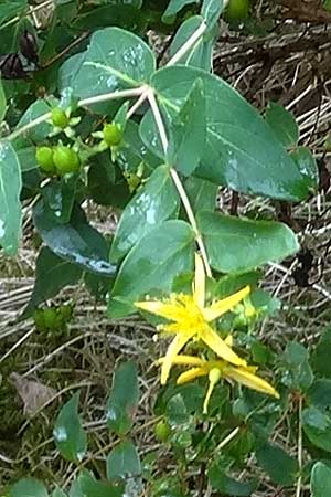 Hypericum grandifolium \ Gro&szlig;bl&auml;ttriges Johanniskraut / Large-Leaved Canary St. John's-Wort, La Gomera NP Garajonay 5.8.2015 (Photo: Markus Schrade)