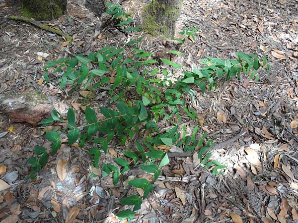 Hypericum grandifolium \ Gro&szlig;bl&auml;ttriges Johanniskraut / Large-Leaved Canary St. John's-Wort, La Gomera Las Hayas 6.8.2015 (Photo: Markus Schrade)