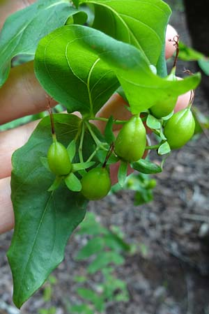 Hypericum grandifolium \ Gro&szlig;bl&auml;ttriges Johanniskraut / Large-Leaved Canary St. John's-Wort, La Gomera Las Hayas 6.8.2015 (Photo: Markus Schrade)