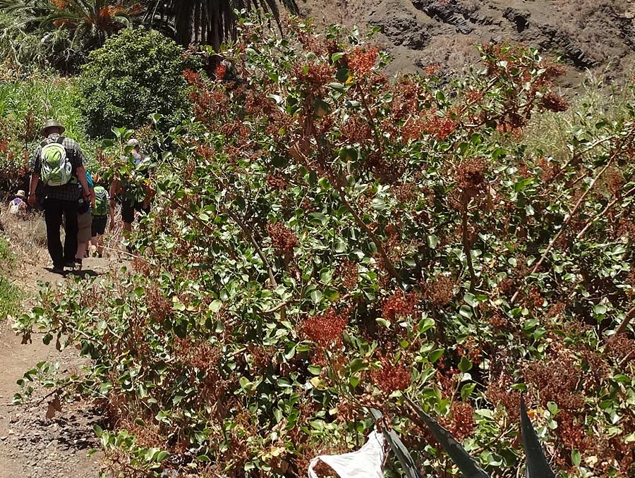 Rumex lunaria \ Kanaren-Ampfer, Mond-Ampfer / Canary Island Sorrel, Vinagrera, La Gomera La Caleta 4.8.2015 (Photo: Markus Schrade)
