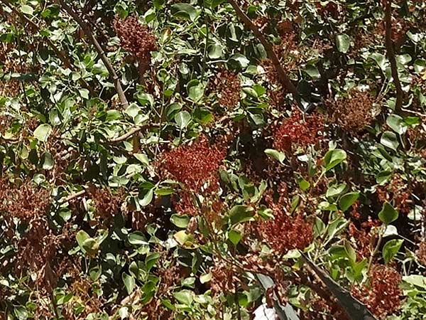 Rumex lunaria \ Kanaren-Ampfer, Mond-Ampfer / Canary Island Sorrel, Vinagrera, La Gomera La Caleta 4.8.2015 (Photo: Markus Schrade)