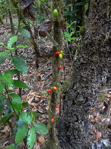 Laurus azorica \ Azoren-Lorbeer, Kanaren-Lorbeer / Azores Laurel, Macaronesian , La Gomera Las Hayas 6.8.2015 (Photo: Markus Schrade)