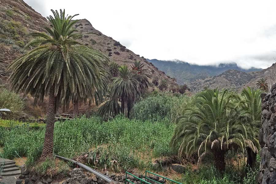 Phoenix canariensis \ Kanarische Dattelpalme / Canarian Date Palm, La Gomera Hermigua 4.8.2015 (Photo: Markus Schrade)