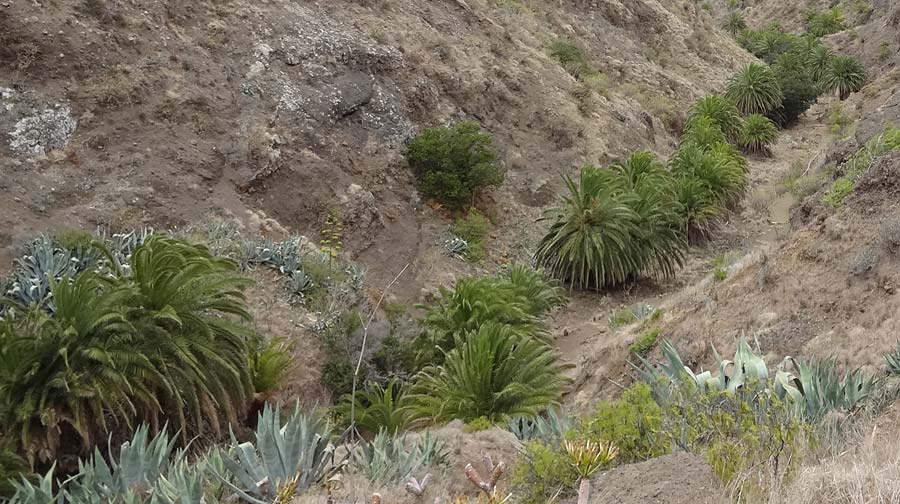 Phoenix canariensis \ Kanarische Dattelpalme / Canarian Date Palm, La Gomera Hermigua 4.8.2015 (Photo: Markus Schrade)