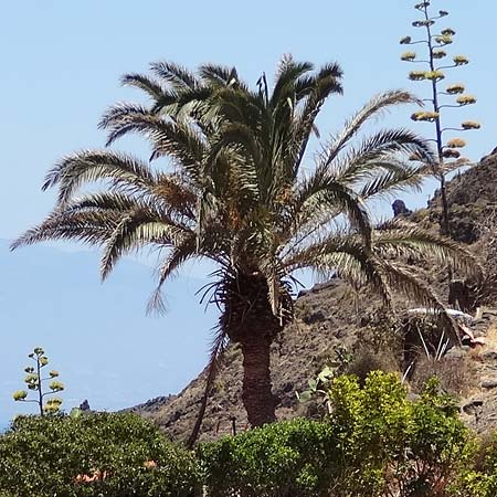 Phoenix canariensis \ Kanarische Dattelpalme / Canarian Date Palm, La Gomera La Caleta 4.8.2015 (Photo: Markus Schrade)