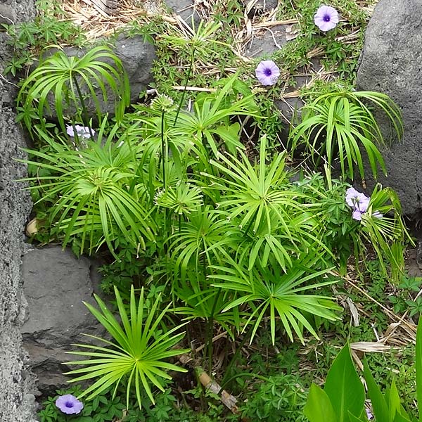 Cyperus involucratus \ Wechselbl�ttriges Zypergras / Umbrella Plant, Dwarf Papyrus Grass, La Gomera Hermigua 4.8.2015 (Photo: Markus Schrade)
