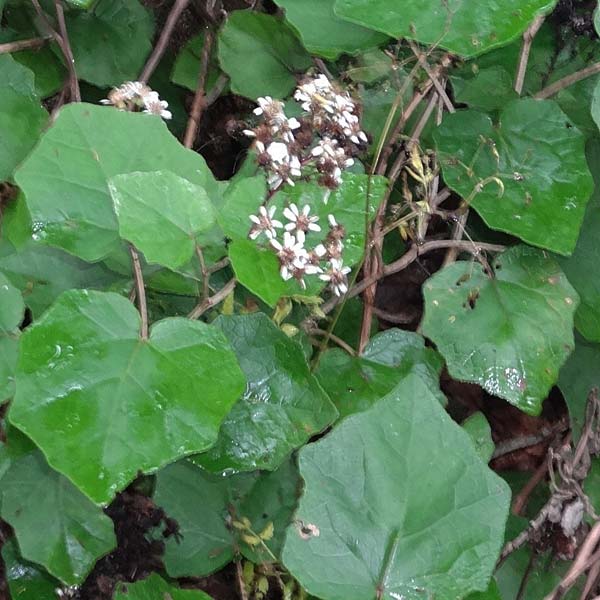 Senecio appendiculatus \ Pappelblttrige Cinerarie, La Gomera Las Hayas 6.8.2015 (Photo: Markus Schrade)