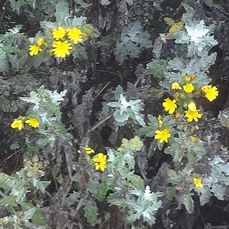 Andryala pinnatifida \ Fiederspaltige Andryale / Pinnatifid-Leaved Andryala, La Gomera Vallehermoso 8.8.2015 (Photo: Markus Schrade)