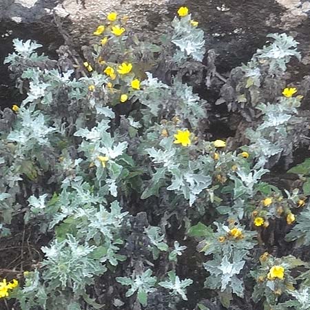 Andryala pinnatifida \ Fiederspaltige Andryale / Pinnatifid-Leaved Andryala, La Gomera Vallehermoso 8.8.2015 (Photo: Markus Schrade)