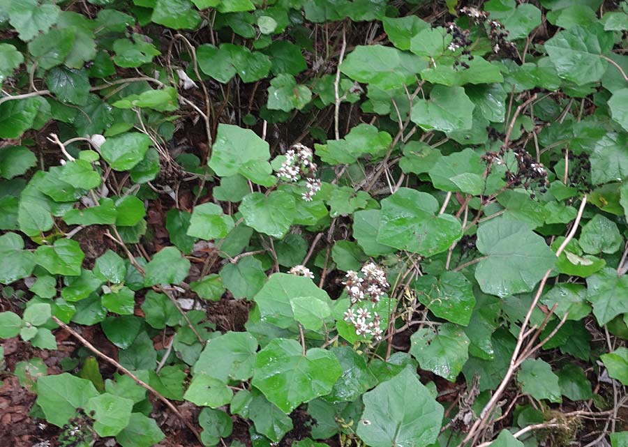 Senecio appendiculatus \ Pappelblttrige Cinerarie, La Gomera Las Hayas 6.8.2015 (Photo: Markus Schrade)