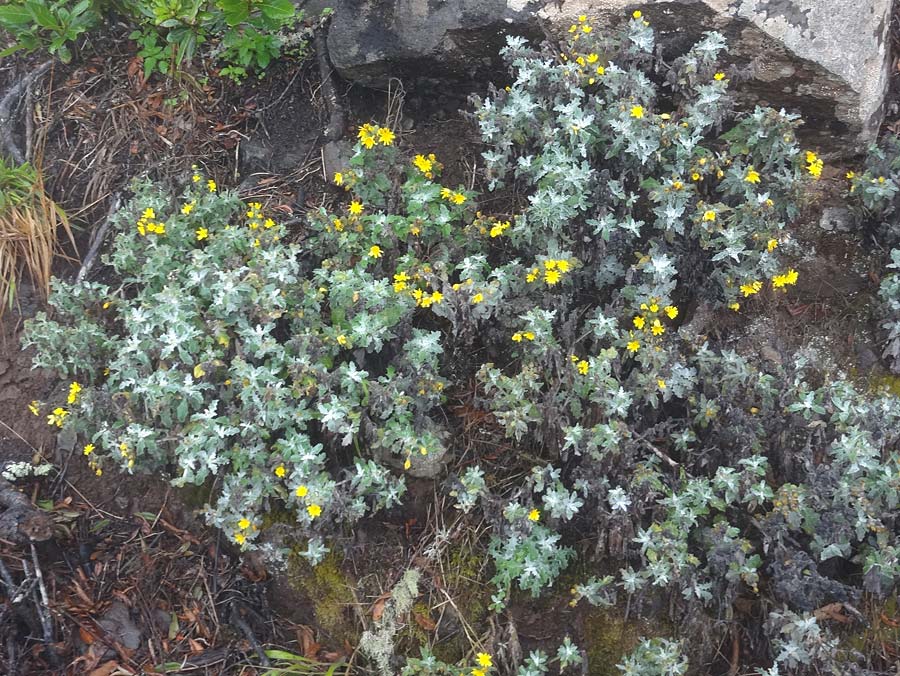 Andryala pinnatifida \ Fiederspaltige Andryale / Pinnatifid-Leaved Andryala, La Gomera Vallehermoso 8.8.2015 (Photo: Markus Schrade)