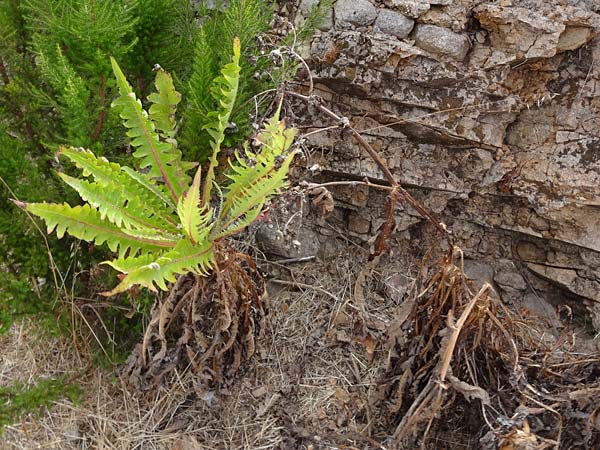 Sonchus hierrensis \ El Hierro-G�nsedistel, La Gomera NP Garajonay 5.8.2015 (Photo: Markus Schrade)