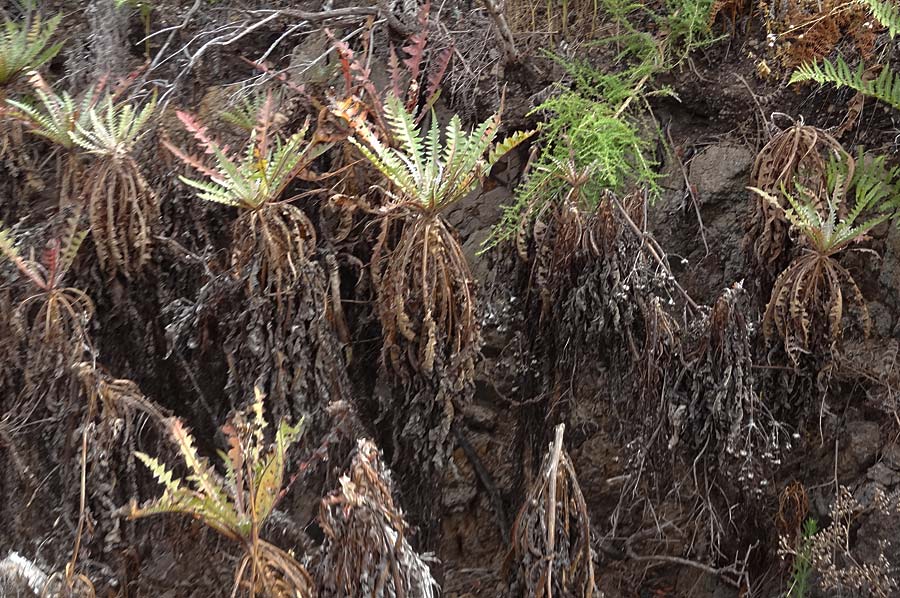 Sonchus hierrensis \ El Hierro-G�nsedistel, La Gomera NP Garajonay 5.8.2015 (Photo: Markus Schrade)