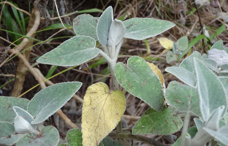 Sideritis lotsyi \ Lotsy-Gliedkraut / Lotsy's Ironwort, La Gomera Las Hayas 6.8.2015 (Photo: Markus Schrade)