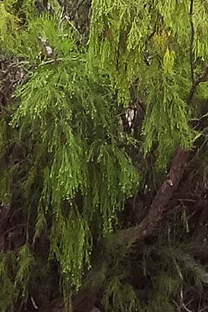 Plocama pendula \ Pendelstroh / Plocama, Balo, La Gomera Hermigua 4.8.2015 (Photo: Markus Schrade)