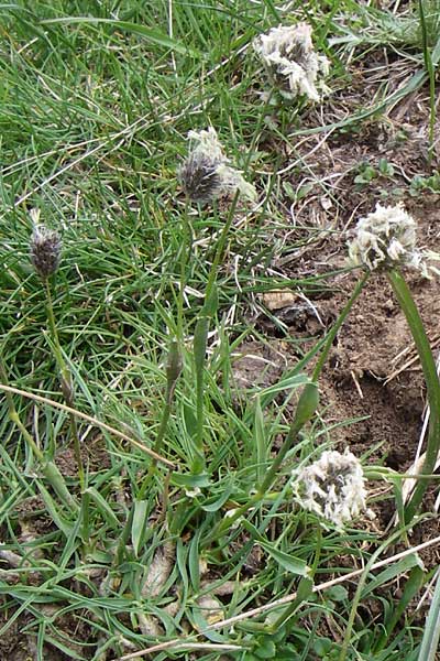 Alopecurus gerardii \ Gerards Fuchsschwanz / Gerard's Foxtail, GR Timfi 17.5.2008