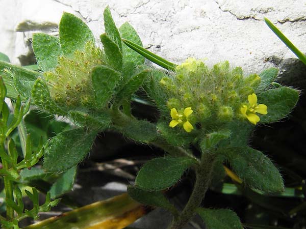 Alyssum simplex \ Gew&ouml;hnliches Steinkraut, Einfache Steinkresse / Common Alison, GR Peloponnes, Apollon Tempel von Bassae / Peloponnese, Apollon Temple of Bassae 29.3.2013