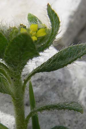 Alyssum simplex \ Gew&ouml;hnliches Steinkraut, Einfache Steinkresse / Common Alison, GR Peloponnes, Apollon Tempel von Bassae / Peloponnese, Apollon Temple of Bassae 29.3.2013