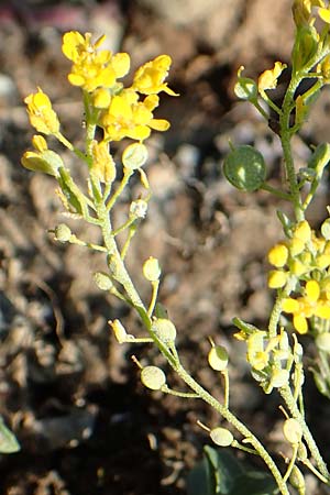 Alyssum montanum \ Berg-Steinkraut / Mountain Alison, Mountain Madwort, GR Euboea (Evia), Drimona 30.8.2017