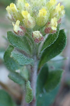 Alyssum simplex \ Gew&ouml;hnliches Steinkraut, Einfache Steinkresse / Common Alison, GR Parnitha 22.3.2019