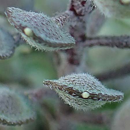 Alyssum simplex \ Gew&ouml;hnliches Steinkraut, Einfache Steinkresse / Common Alison, GR Parnitha 22.3.2019