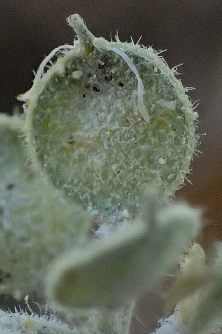 Alyssum strigosum \ Schlankes Steinkraut / Slender Alison, GR Hymettos 11.4.2024