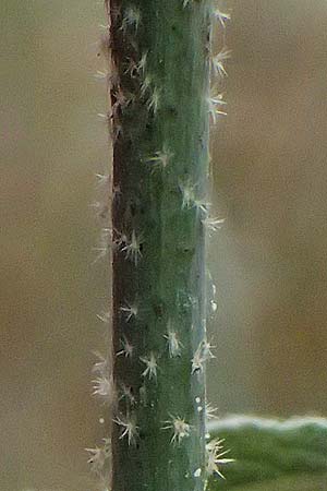 Malva unguiculata \ Zaunr&uuml;benbl&auml;ttrige Strauchpappel / Bryony-Leaved Tree-Mallow, GR Peloponnes, Kalavryta 20.5.2024