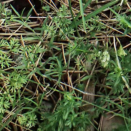 Carum meoides \ B&auml;rwurz-K�mmel / Spignel Caraway, GR Peloponnes, Mt. Kyllini, Ziria 21.5.2024