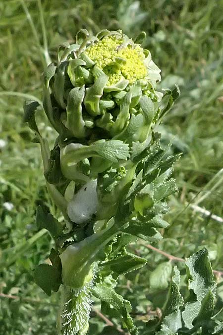 Opopanax chironium \ Cheiron-Heilwurz / Chiron Sweet Myrrh, Hercules-All-Heal, GR Peloponnes, Kalavryta 23.5.2024