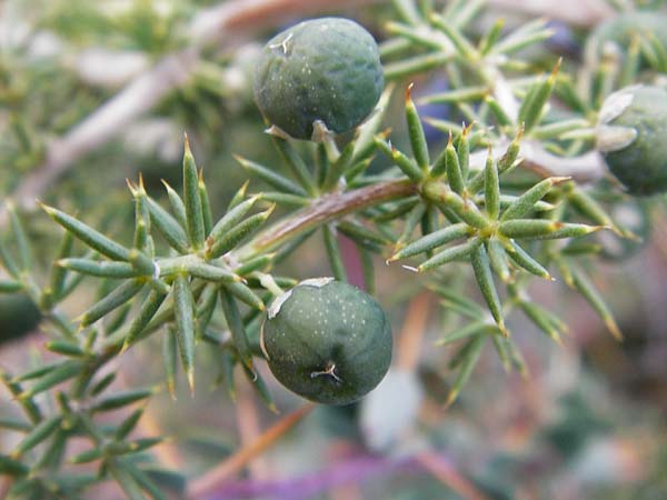 Asparagus acutifolius \ Strauchiger Spargel / Sharp-Leaved Asparagus, GR Parnitha 1.9.2014