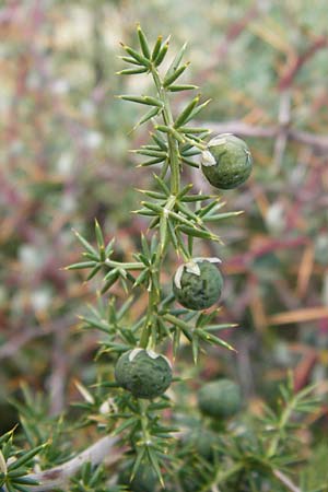Asparagus acutifolius \ Strauchiger Spargel / Sharp-Leaved Asparagus, GR Parnitha 1.9.2014