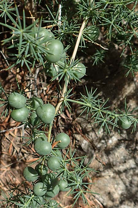 Asparagus acutifolius \ Strauchiger Spargel / Sharp-Leaved Asparagus, GR Euboea (Evia), Drimona 30.8.2017