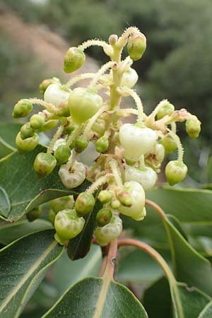 Arbutus andrachne \ &Ouml;stlicher Erdbeerbaum / Grecian Strawberry Tree, Greek Strawberry Tree, GR Hymettos 20.3.2019