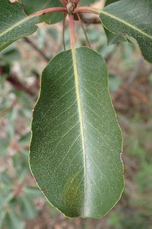 Arbutus andrachne \ &Ouml;stlicher Erdbeerbaum / Grecian Strawberry Tree, Greek Strawberry Tree, GR Hymettos 20.3.2019
