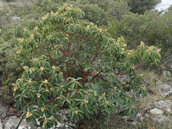 Arbutus andrachne \ &Ouml;stlicher Erdbeerbaum / Grecian Strawberry Tree, Greek Strawberry Tree, GR Hymettos 20.3.2019