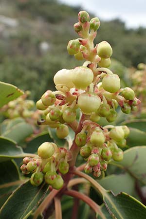 Arbutus andrachne \ &Ouml;stlicher Erdbeerbaum / Grecian Strawberry Tree, Greek Strawberry Tree, GR Hymettos 20.3.2019