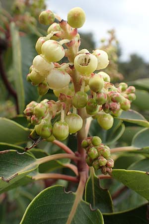 Arbutus andrachne \ &Ouml;stlicher Erdbeerbaum / Grecian Strawberry Tree, Greek Strawberry Tree, GR Hymettos 20.3.2019