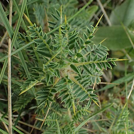 Astragalus thracicus subsp. cylleneus \ Kyllini-Tragant, GR Peloponnes, Chelmos 18.5.2024