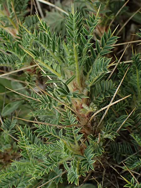 Astragalus thracicus subsp. cylleneus \ Kyllini-Tragant, GR Peloponnes, Chelmos 18.5.2024