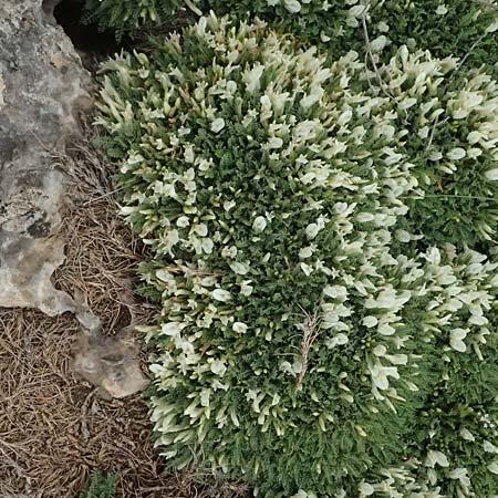 Astragalus angustifolius subsp. erinaceus \ Igelstacheliger Tragant, Schmalbl&auml;ttriger Tragant  / Hedgehog Milk-Vetch, GR Peloponnes, Chelmos 18.5.2024