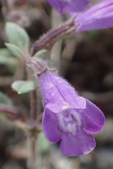 Clinopodium alpinum subsp. meridionale \ S&uuml;dlicher Alpen-Steinquendel / Southern Alpine Calamint, GR Peloponnes, Saitas 19.5.2024