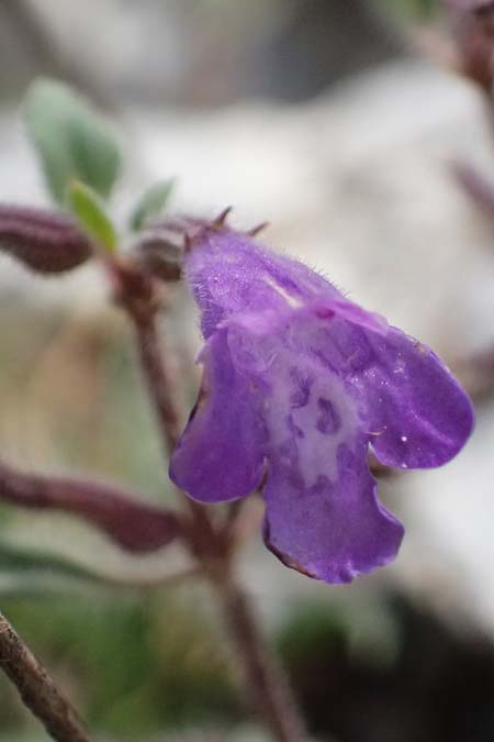 Clinopodium alpinum subsp. meridionale \ S&uuml;dlicher Alpen-Steinquendel / Southern Alpine Calamint, GR Peloponnes, Saitas 19.5.2024
