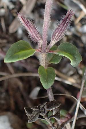 Clinopodium alpinum subsp. meridionale \ S&uuml;dlicher Alpen-Steinquendel / Southern Alpine Calamint, GR Peloponnes, Saitas 19.5.2024