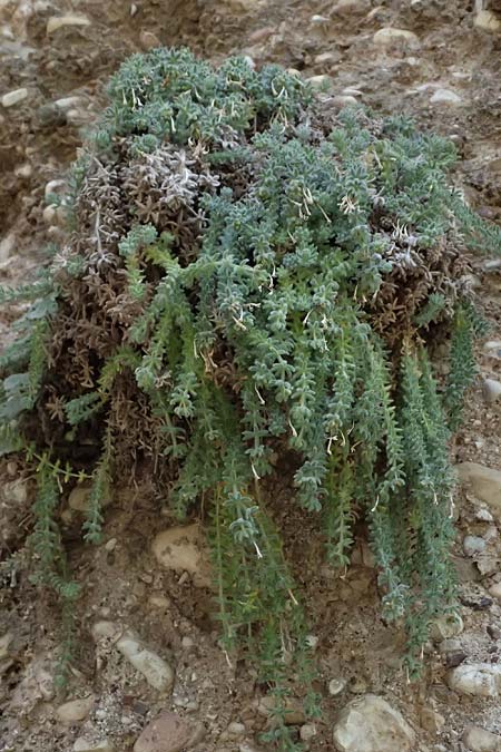 Asperula arcadiensis \ Arkadischer Meister / Arcadian Woodruff, GR Peloponnes, Diakopto 20.5.2024