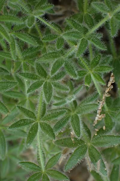 Asperula arcadiensis \ Arkadischer Meister / Arcadian Woodruff, GR Peloponnes, Diakopto 20.5.2024