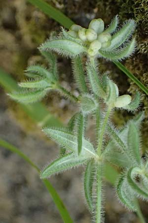 Asperula arcadiensis \ Arkadischer Meister / Arcadian Woodruff, GR Peloponnes, Diakopto 20.5.2024