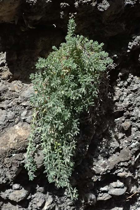 Asperula arcadiensis \ Arkadischer Meister / Arcadian Woodruff, GR Peloponnes, Diakopto 20.5.2024
