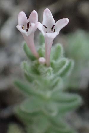 Asperula arcadiensis \ Arkadischer Meister / Arcadian Woodruff, GR Peloponnes, Diakopto 20.5.2024