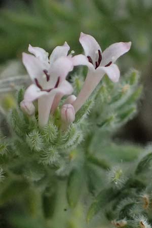 Asperula arcadiensis \ Arkadischer Meister / Arcadian Woodruff, GR Peloponnes, Diakopto 20.5.2024